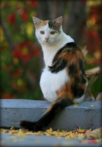 cat-feed-calico-cat-XXY-Genotype