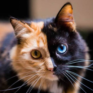 cat-feed-calico-cat-chimeric-cats