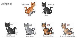 cat-feed-calico-cat-example-1