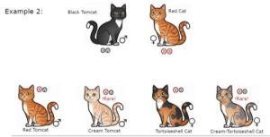 cat-feed-calico-cat-example-2