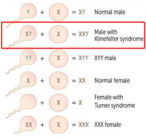 cat-feed-calico-cat-example-3