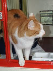 cat-feed-calico-cat-somatic-mutation