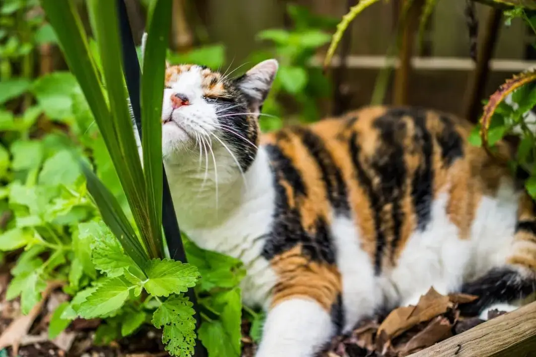 cat catnip