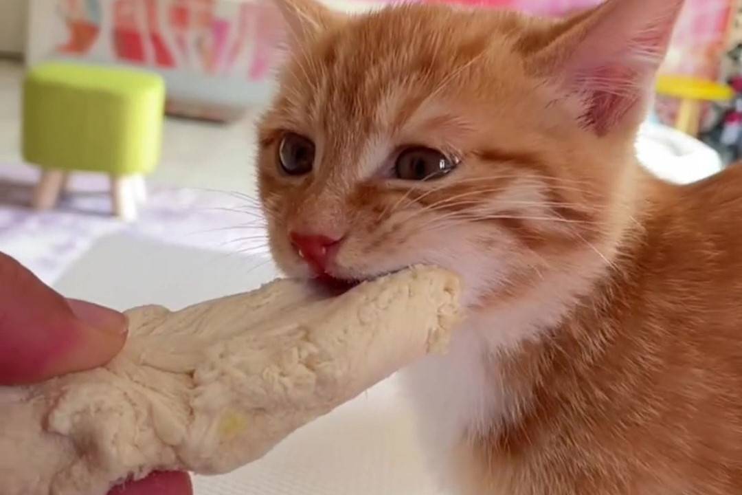 cat-food-chicken-breast