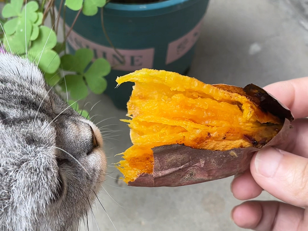 cat-food-sweet-potato